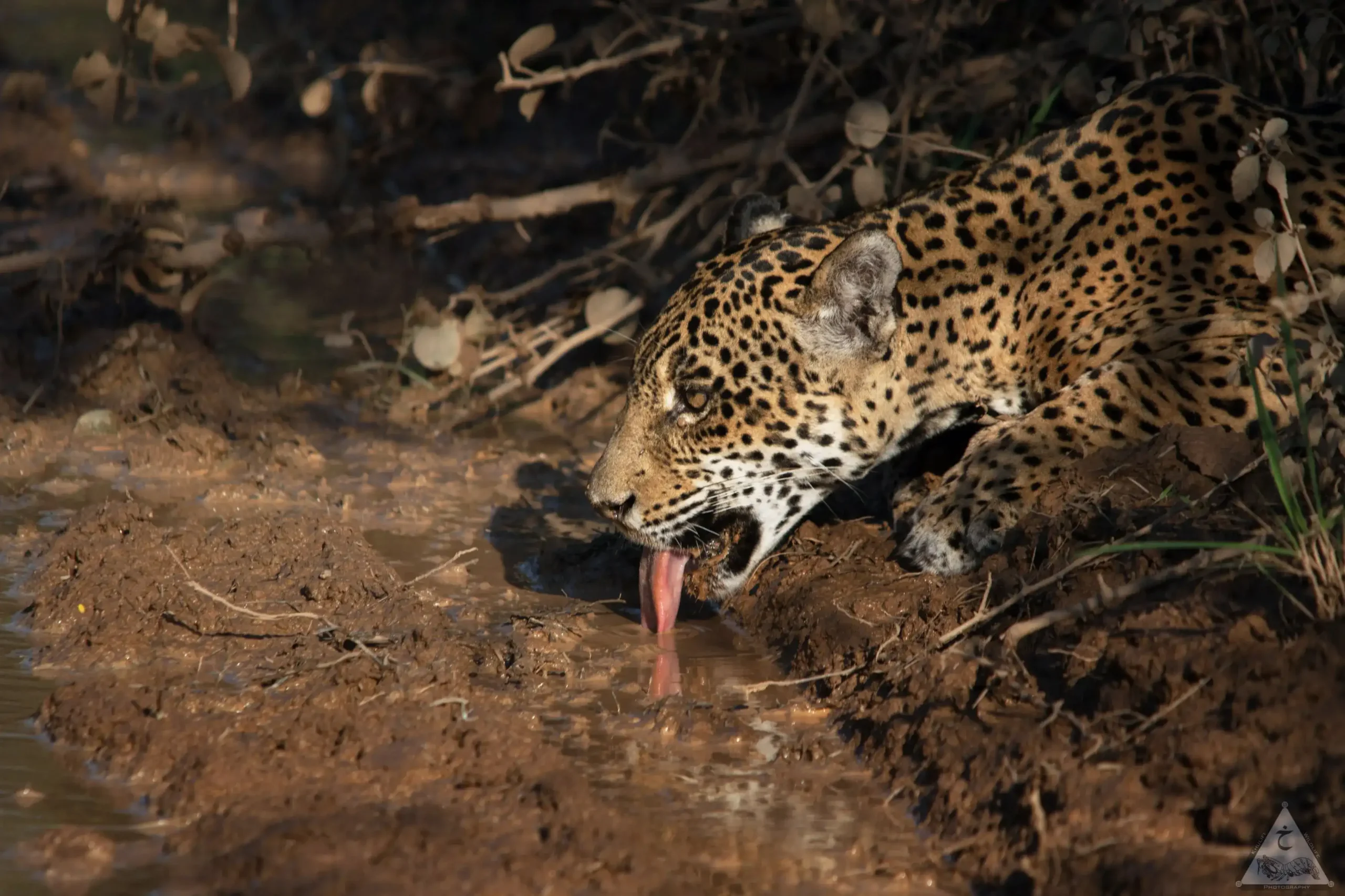 ESSAM-AL-KHULIFI-Jaguar-_Panthera-onca_ El jaguar, una especie amenazada por el avance del extractivismo. Foto: Hugo Santa Cruz.