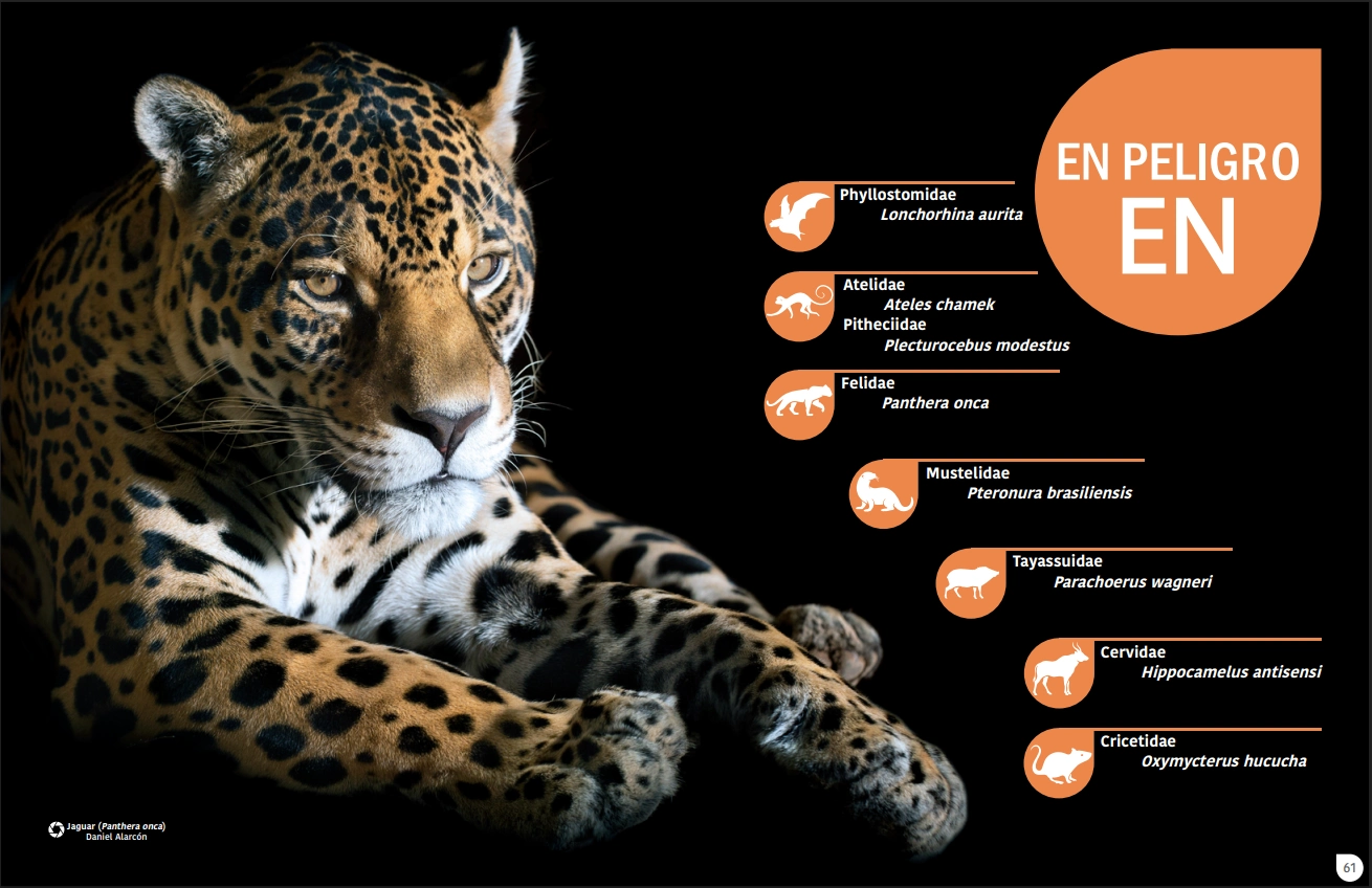 JAGUAR (1) Foto: Daniel Alarcón/Libro Rojo.