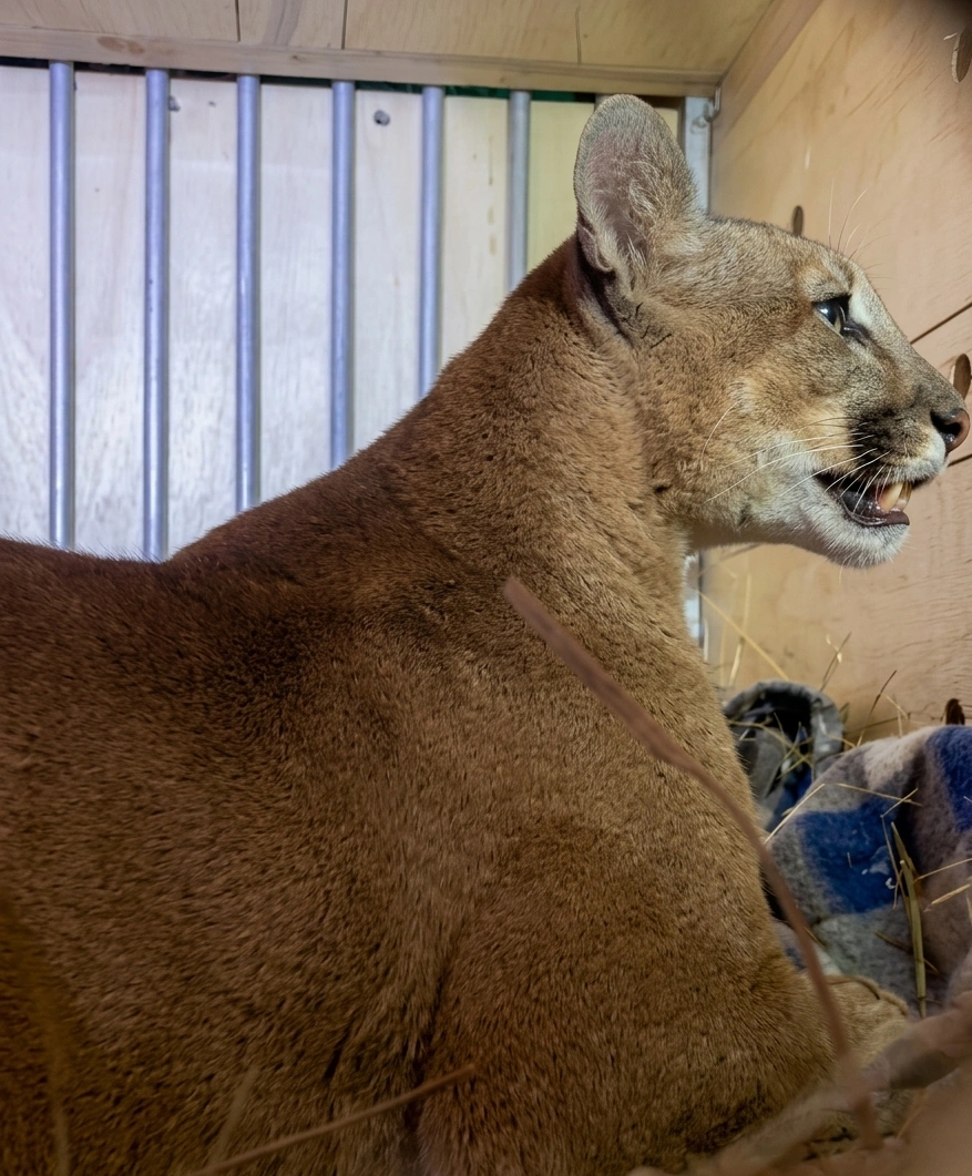 puma El puma rescatado de San José de Chiquitos, ahora en el Santuario Ambue Ari.