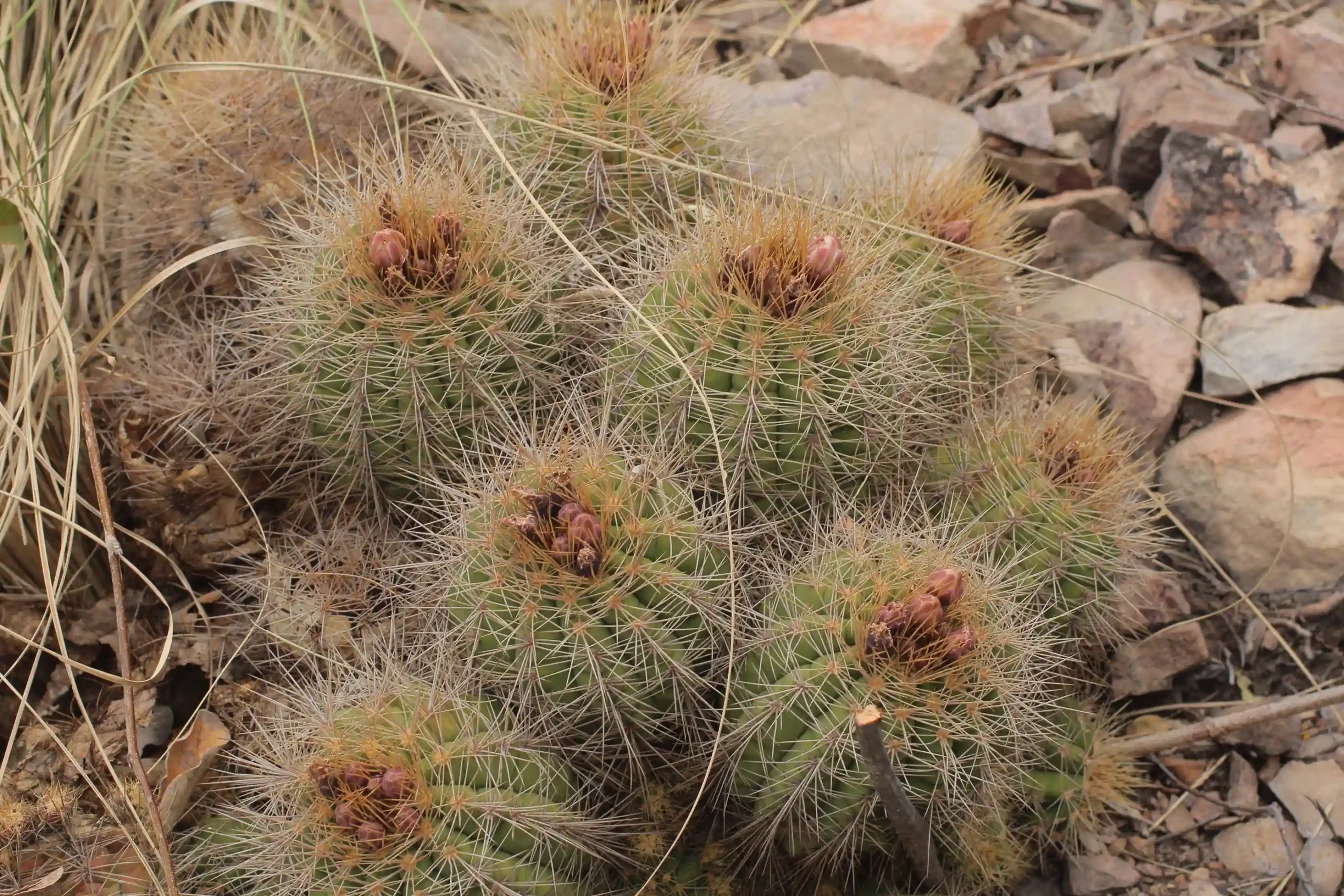 El Kaa-Iya revela una planta nueva para Bolivia y redescubre un cactus en peligro de extinción