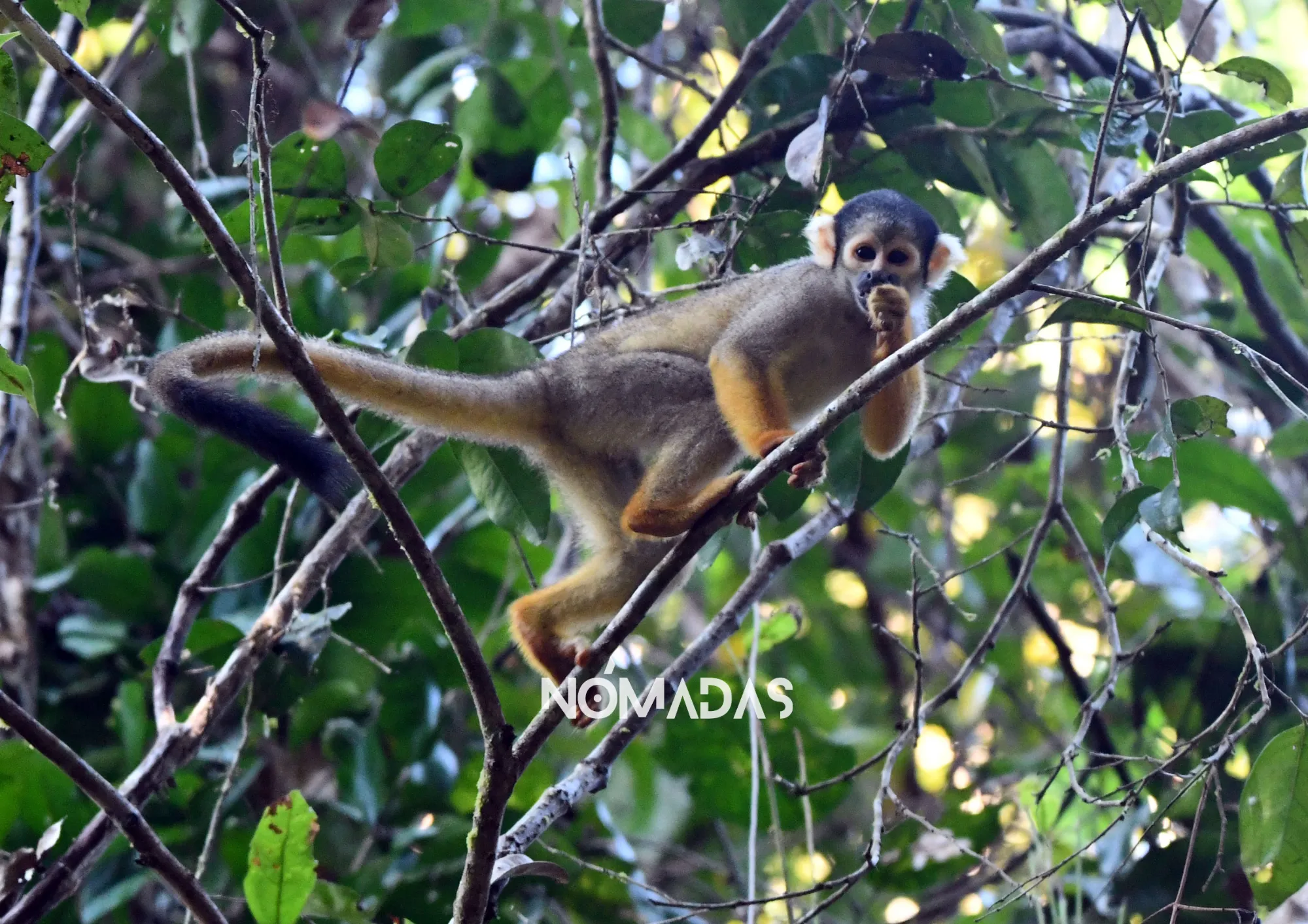 MONITO-1 Atento al pedido de ayuda de Vincent Vos,
