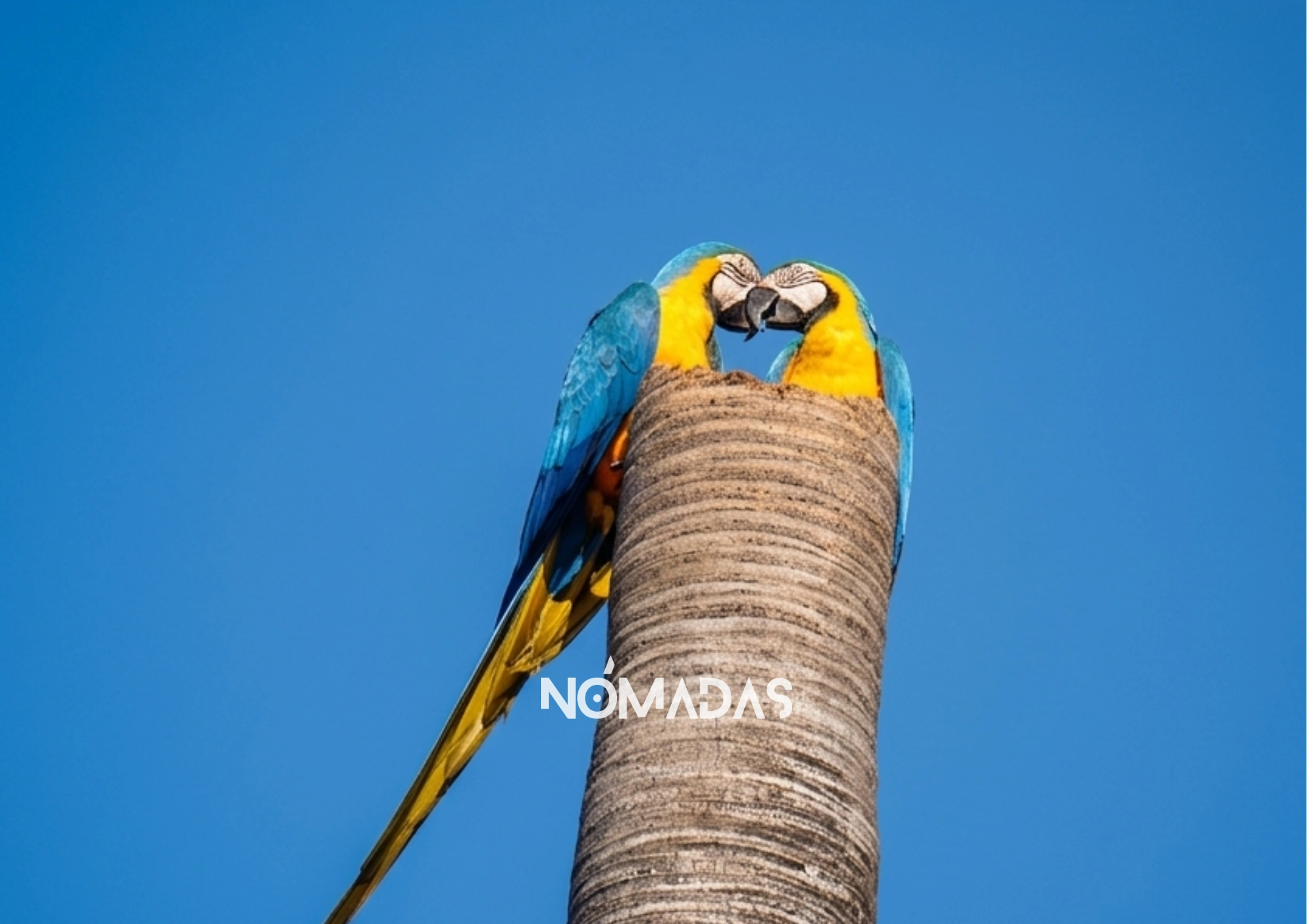 PARABA La pareja de parabas, en un solo corazón. Foto: Clovis de la Jaille/Revista Nómadas.