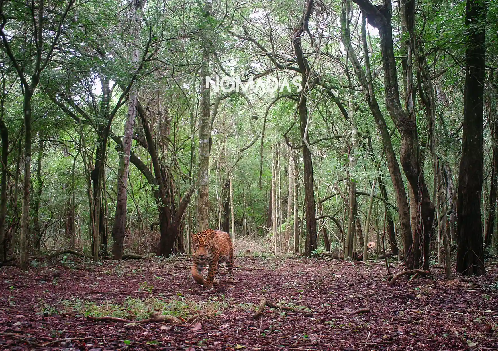 jaguar-con-logo Sus registros en trampas cámara les permiten al Rancho de Conservación del Jaguar San Miguelito, monitorear a la población de jaguares para fines de conservación. / Foto: Rancho de Conservación del Jaguar San Miguelito.