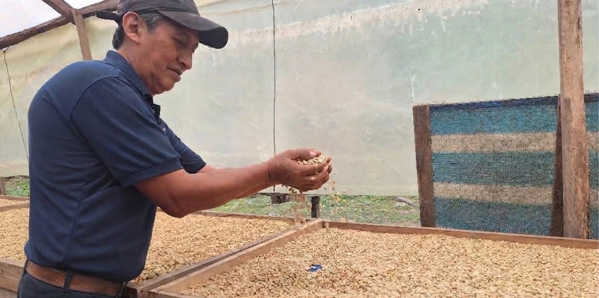 El café que crece con el bosque en Caranavi