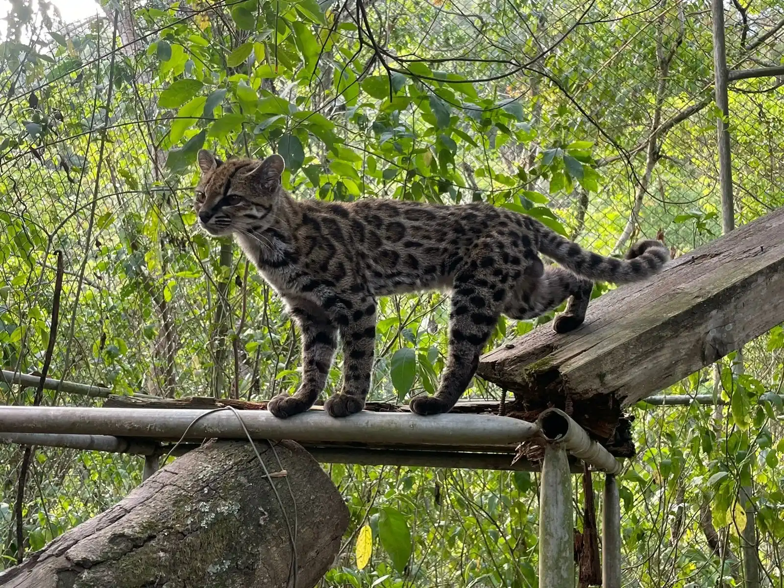 “Ahora, el verdadero reto con el Leopardus tilcayo es protegerlo”