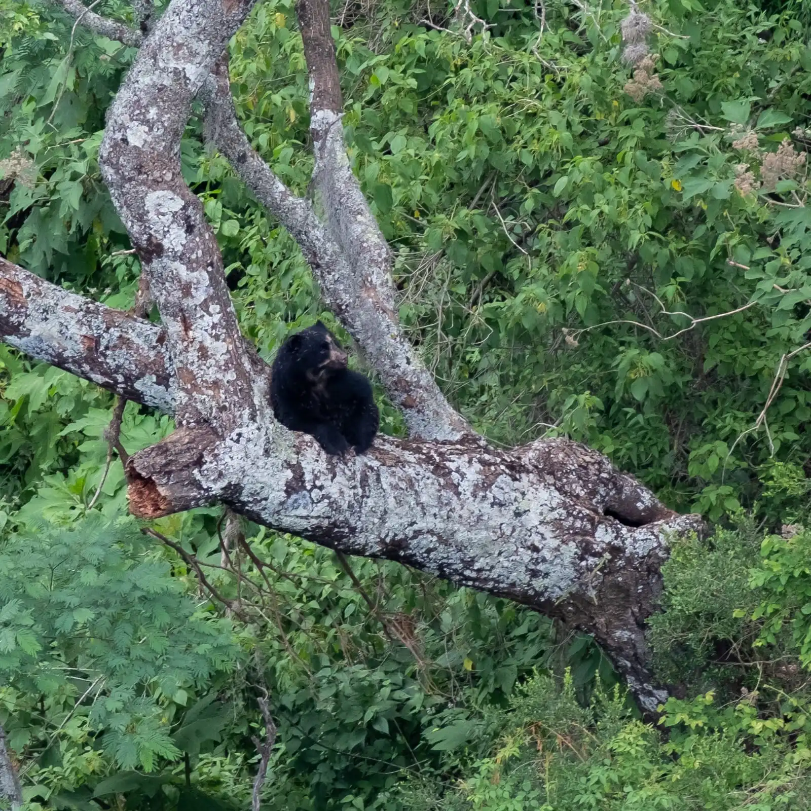 El oso jucumari que fue perseguido, ahorcado y desmembrado espera justicia después de tres años