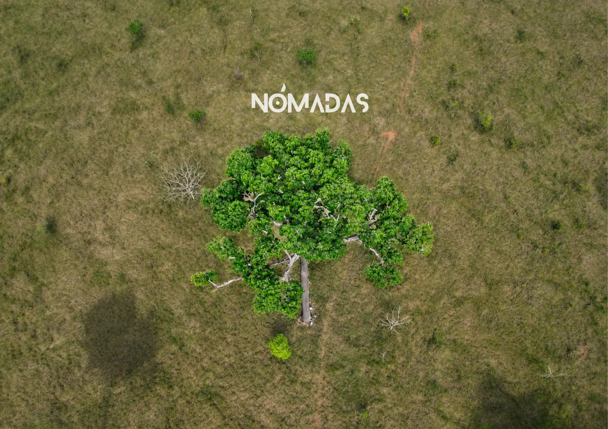 Cae un árbol, cae la vida: El clamor silencioso de los bosques en Bolivia